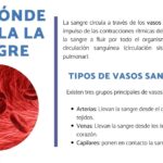 Cómo fluye la sangre a través de una vena: Resumen completo