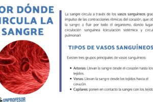 Cómo fluye la sangre a través de una vena: Resumen completo