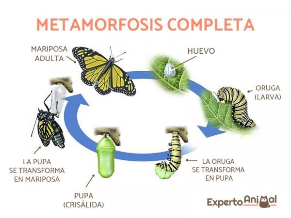 De oruga a mariposas: Resumen completo del proceso de metamorfosis