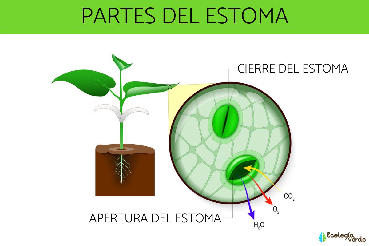 Los estomas en las plantas: su función y papel destacado