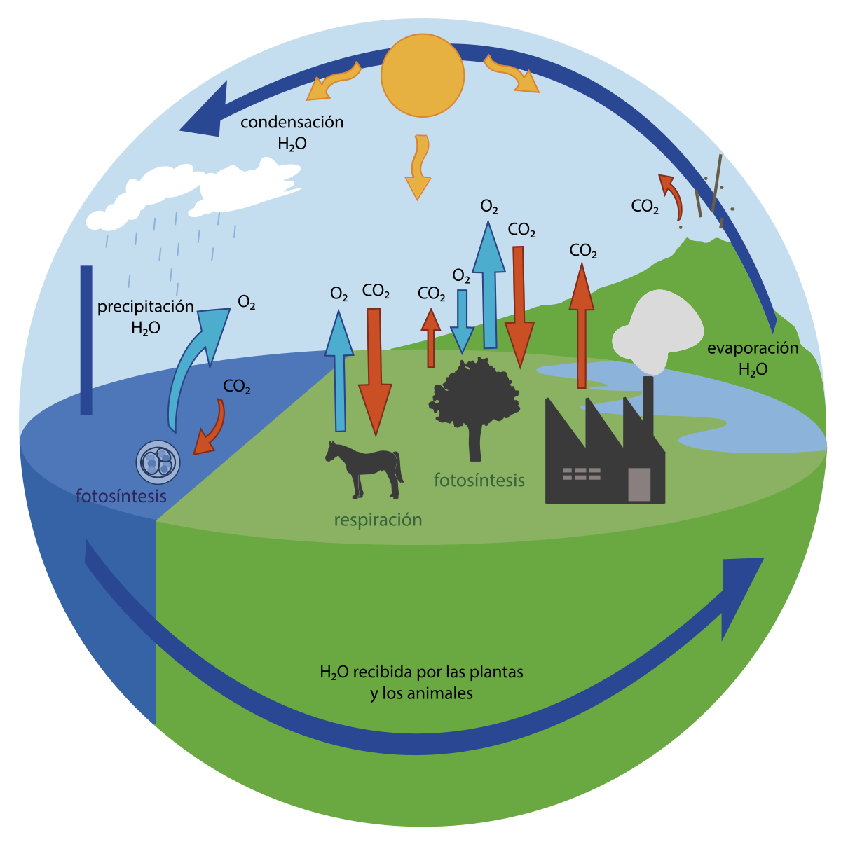 Origen del oxígeno atmosférico: Un resumen detallado