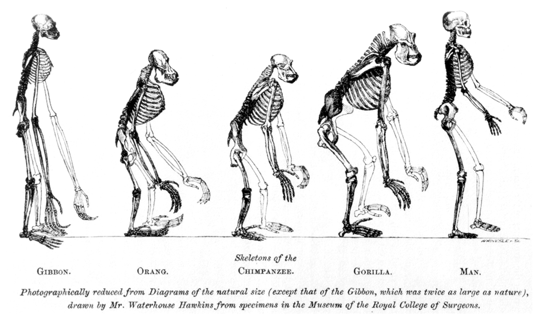 Resumen de dónde proviene el ser humano: teorías y evidencias