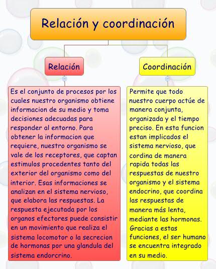 Resumen de la función de relación y coordinación: a