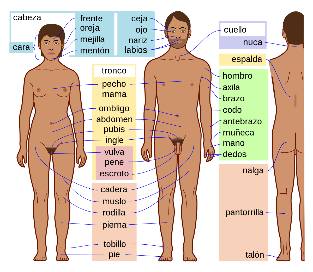 Resumen de qué está formado el cuerpo humano